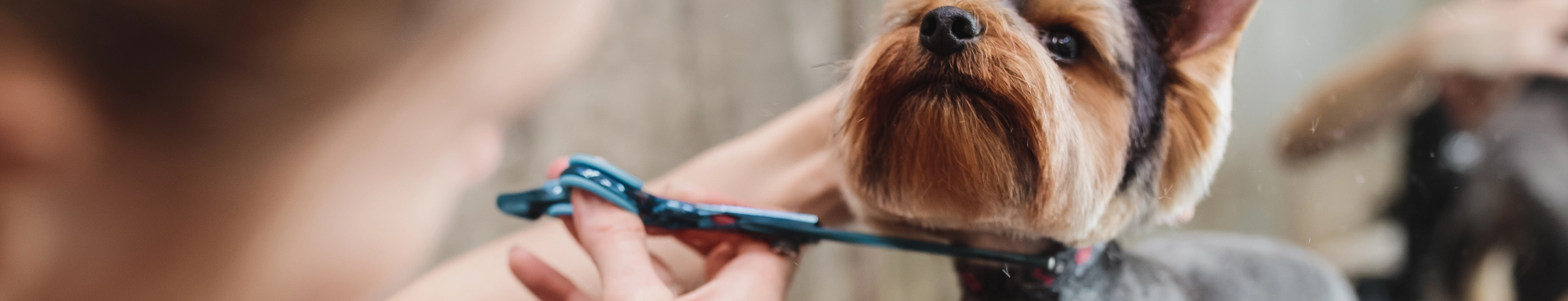 Image Gallery tec-nut.com for Dorking Pet Grooming -  Free website template, Simple Website, Easy Website, New Website, No Coding Website, Free Website,  Pet spa services, Free Website,  Cat grooming services, Website Builder, New Company, Best Website Builder